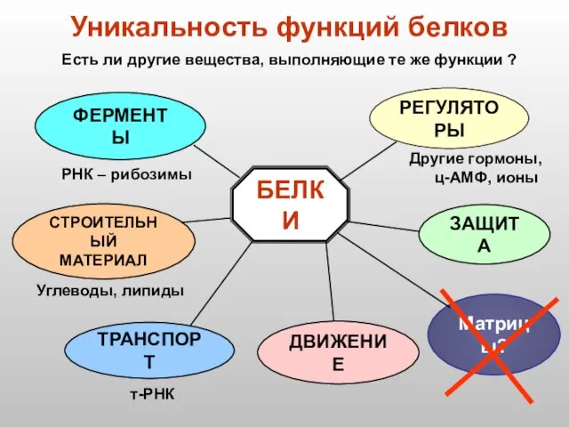 БЕЛКИ РЕГУЛЯТОРЫ ФЕРМЕНТЫ СТРОИТЕЛЬНЫЙ МАТЕРИАЛ ТРАНСПОРТ ДВИЖЕНИЕ ЗАЩИТА Уникальность функций белков