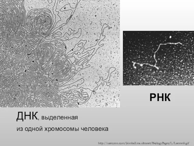 ДНК, выделенная из одной хромосомы человека РНК http://users.rcn.com/jkimball.ma.ultranet/BiologyPages/L/Laemmli.gif