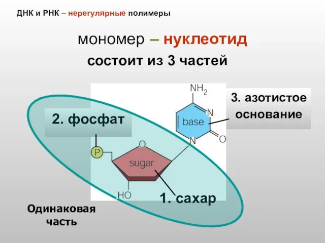 ДНК и РНК – нерегулярные полимеры мономер – нуклеотид 2. фосфат