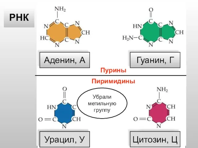 Тимин, Т Цитозин, Ц Аденин, А Гуанин, Г ДНК РНК Урацил, У Убрали метильную группу