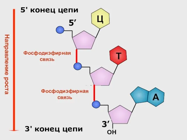 5’ Ц Фосфодиэфирная связь 5' конец цепи 3' конец цепи Фосфодиэфирная связь Направление роста