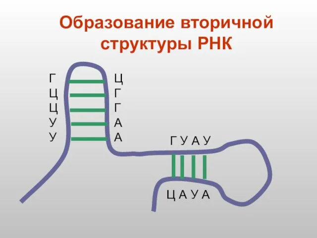 Образование вторичной структуры РНК Г Ц Ц У У Ц Г