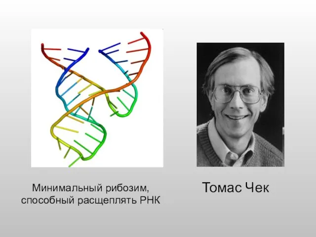 Минимальный рибозим, способный расщеплять РНК Томас Чек