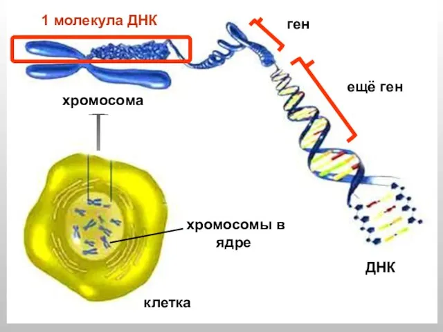 клетка хромосомы в ядре ДНК хромосома 1 молекула ДНК