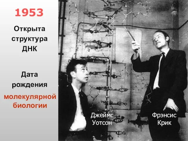 1953 Фрэнсис Крик Джеймс Уотсон Открыта структура ДНК Дата рождения молекулярной биологии