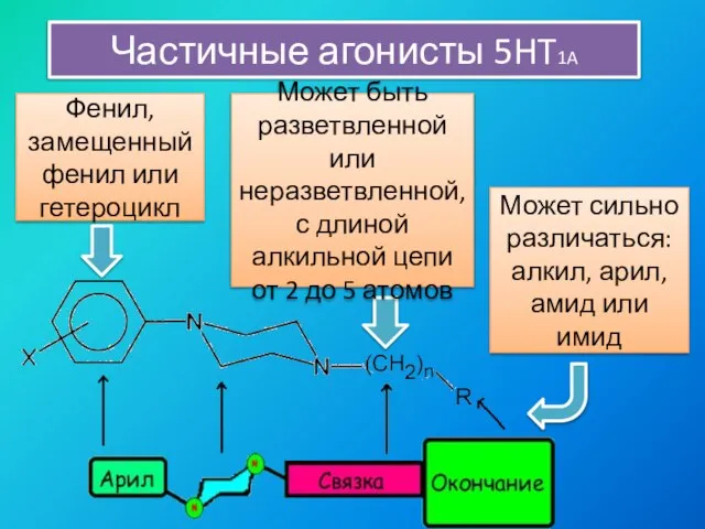 Частичные агонисты 5HT1A Фенил, замещенный фенил или гетероцикл Может быть разветвленной