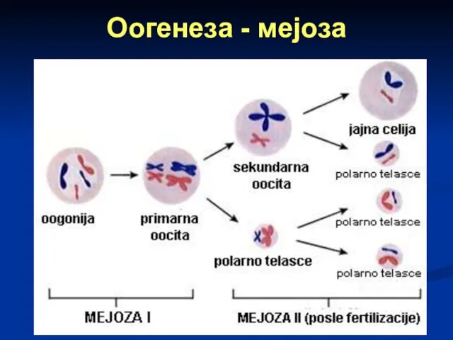 Оогенеза - мејоза