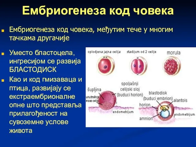 Ембриогенеза код човека Уместо бластоцела, ингресијом се развија БЛАСТОДИСК Као и