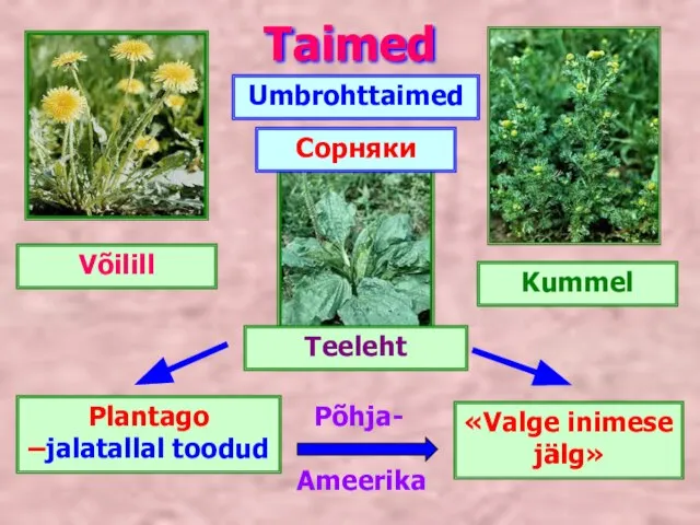 Taimed Võilill Kummel Teeleht Umbrohttaimed Plantago –jalatallal toodud «Valge inimese jälg» Põhja- Ameerika Сорняки