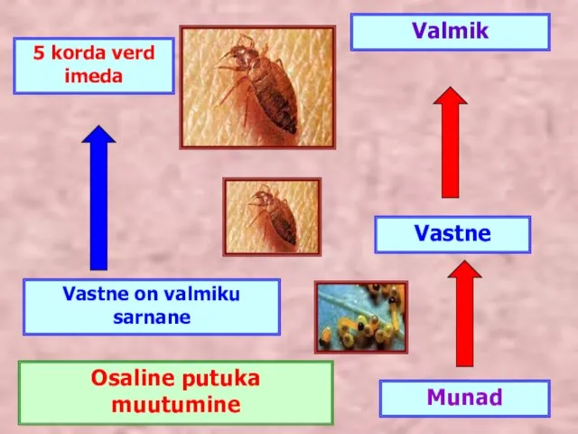 Munad Vastne Valmik Osaline putuka muutumine Vastne on valmiku sarnane 5 korda verd imeda