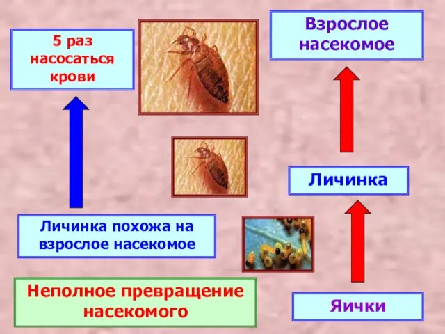 Яички Личинка Взрослое насекомое Неполное превращение насекомого Личинка похожа на взрослое насекомое 5 раз насосаться крови