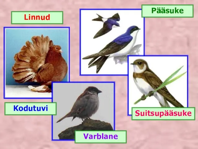 Linnud Suitsupääsuke Varblane Kodutuvi Pääsuke