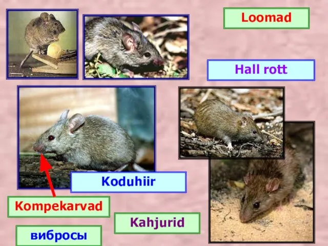 Loomad Koduhiir Hall rott Kompekarvad Kahjurid вибросы