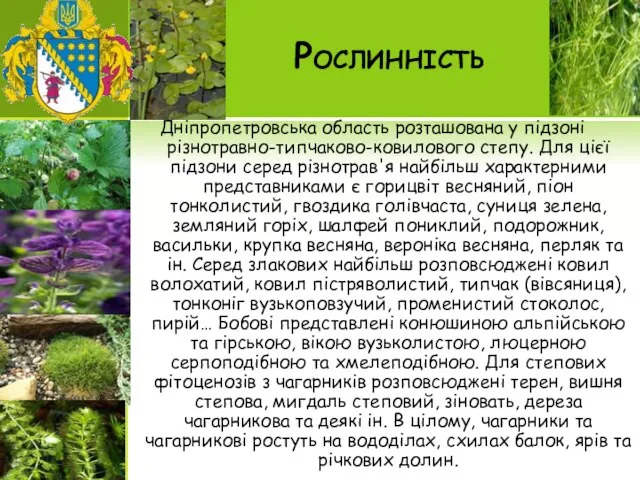 Рослинність Дніпропетровська область розташована у підзоні різнотравно-типчаково-ковилового степу. Для цієї підзони