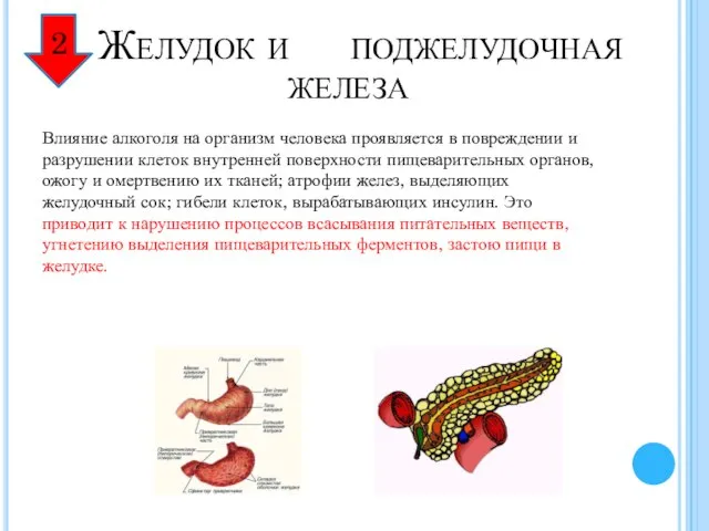 Желудок и поджелудочная железа Влияние алкоголя на организм человека проявляется в