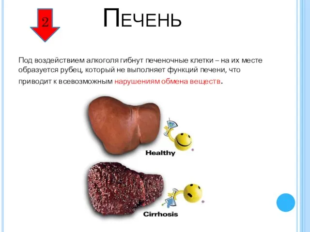 Печень Под воздействием алкоголя гибнут печеночные клетки – на их месте