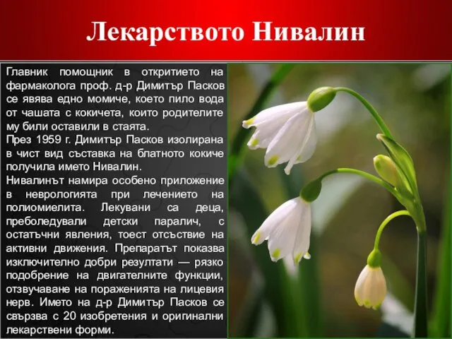 Лекарството Нивалин Главник помощник в откритието на фармаколога проф. д-р Димитър