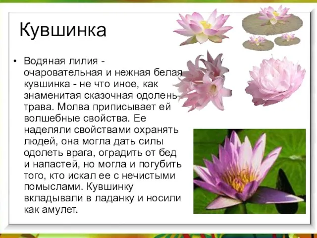 Кувшинка Водяная лилия - очаровательная и нежная белая кувшинка - не