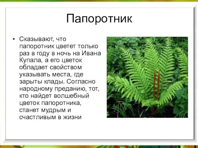 Папоротник Сказывают, что папоротник цветет только раз в году в ночь