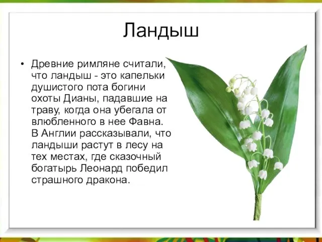 Ландыш Древние римляне считали, что ландыш - это капельки душистого пота