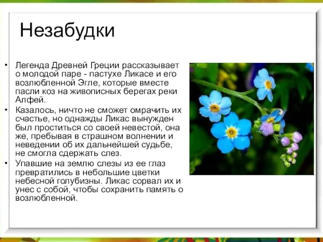 Незабудки Легенда Древней Греции рассказывает о молодой паре - пастухе Ликасе