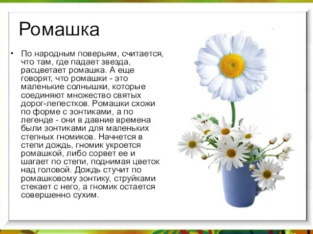 Ромашка По народным поверьям, считается, что там, где падает звезда, расцветает