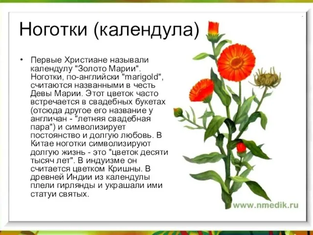 Ноготки (календула) Первые Христиане называли календулу "Золото Марии". Ноготки, по-английски "marigold",