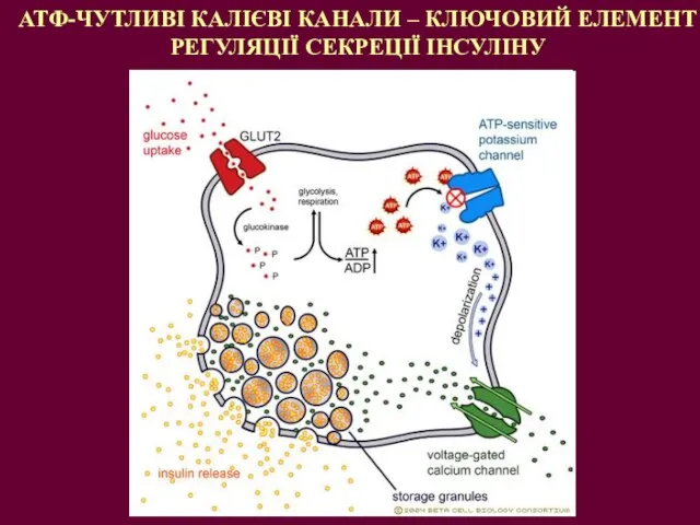 АТФ-ЧУТЛИВІ КАЛІЄВІ КАНАЛИ – КЛЮЧОВИЙ ЕЛЕМЕНТ РЕГУЛЯЦІЇ СЕКРЕЦІЇ ІНСУЛІНУ