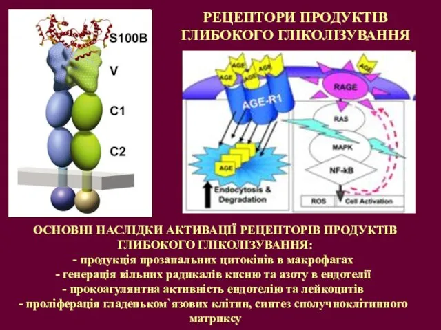 ОСНОВНІ НАСЛІДКИ АКТИВАЦІЇ РЕЦЕПТОРІВ ПРОДУКТІВ ГЛИБОКОГО ГЛІКОЛІЗУВАННЯ: продукція прозапальних цитокінів в