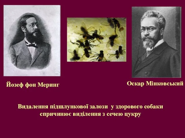 Оскар Мінковський Йозеф фон Меринг Видалення підшлункової залози у здорового собаки спричинює виділення з сечею цукру