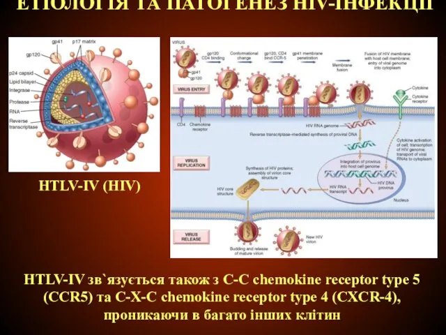 ЕТІОЛОГІЯ ТА ПАТОГЕНЕЗ НIV-ІНФЕКЦІЇ HTLV-IV (HIV) HTLV-IV зв`язується також з C-C