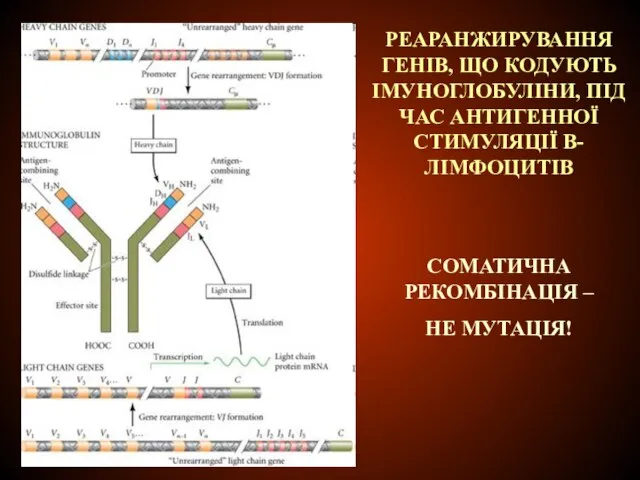 РЕАРАНЖИРУВАННЯ ГЕНІВ, ЩО КОДУЮТЬ ІМУНОГЛОБУЛІНИ, ПІД ЧАС АНТИГЕННОЇ СТИМУЛЯЦІЇ В-ЛІМФОЦИТІВ СОМАТИЧНА РЕКОМБІНАЦІЯ – НЕ МУТАЦІЯ!