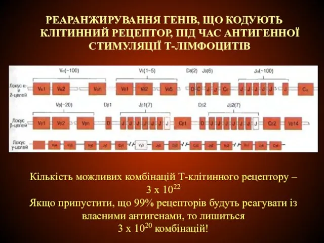 Кількість можливих комбінацій Т-клітинного рецептору – 3 х 1022 Якщо припустити,