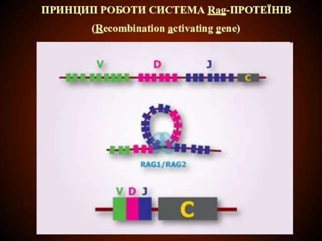 ПРИНЦИП РОБОТИ СИСТЕМА Rag-ПРОТЕЇНІВ (Recombination activating gene)