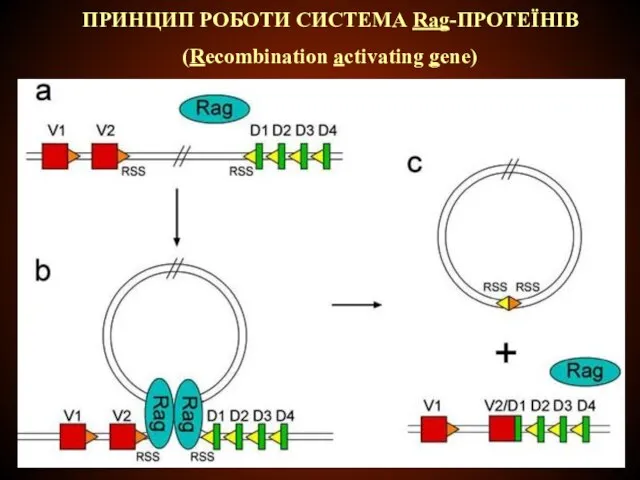 ПРИНЦИП РОБОТИ СИСТЕМА Rag-ПРОТЕЇНІВ (Recombination activating gene)