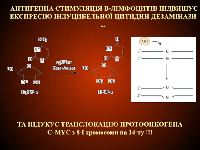 АНТИГЕННА СТИМУЛЯЦІЯ В-ЛІМФОЦИТІВ ПІДВИЩУЄ ЕКСПРЕСІЮ ІНДУЦИБЕЛЬНОЇ ЦИТИДИН-ДЕЗАМІНАЗИ ... ТА ІНДУКУЄ ТРАНСЛОКАЦІЮ