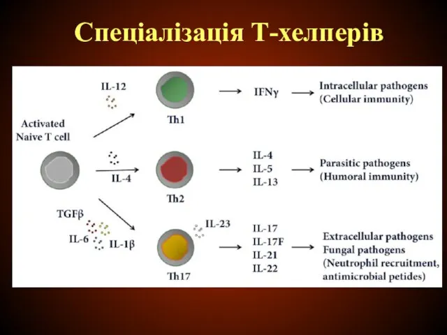 Спеціалізація Т-хелперів