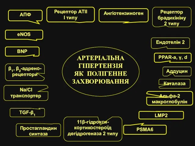 АРТЕРІАЛЬНА ГІПЕРТЕНЗІЯ ЯК ПОЛІГЕННЕ ЗАХВОРЮВАННЯ PPAR-a, γ, d AПФ Рецептор АТІІ