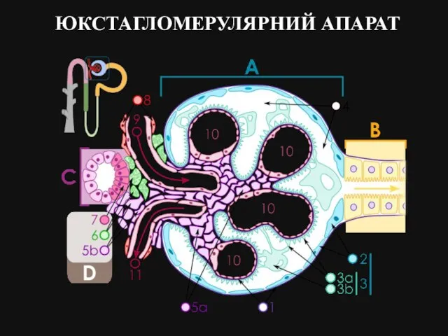 ЮКСТАГЛОМЕРУЛЯРНИЙ АПАРАТ