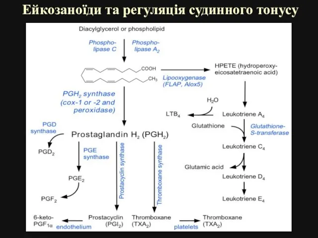 Ейкозаноїди та регуляція судинного тонусу