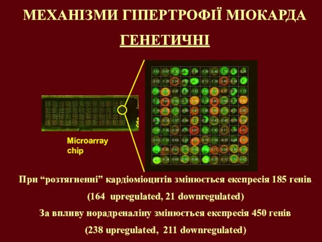 МЕХАНІЗМИ ГІПЕРТРОФІЇ МІОКАРДА ГЕНЕТИЧНІ При “розтягненні” кардіоміоцитів змінюється експресія 185 генів