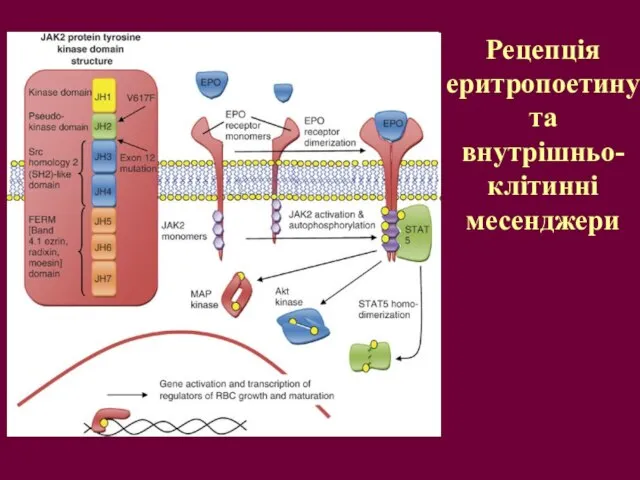 Рецепція еритропоетину та внутрішньо-клітинні месенджери