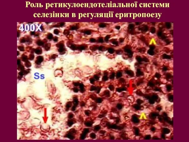 Роль ретикулоендотеліальної системи селезінки в регуляції еритропоезу