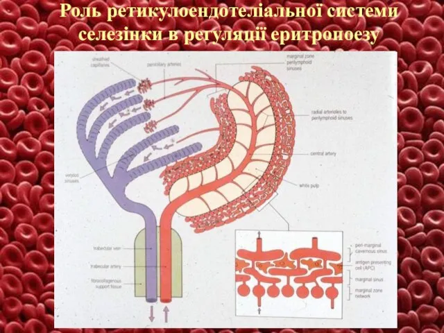 Роль ретикулоендотеліальної системи селезінки в регуляції еритропоезу