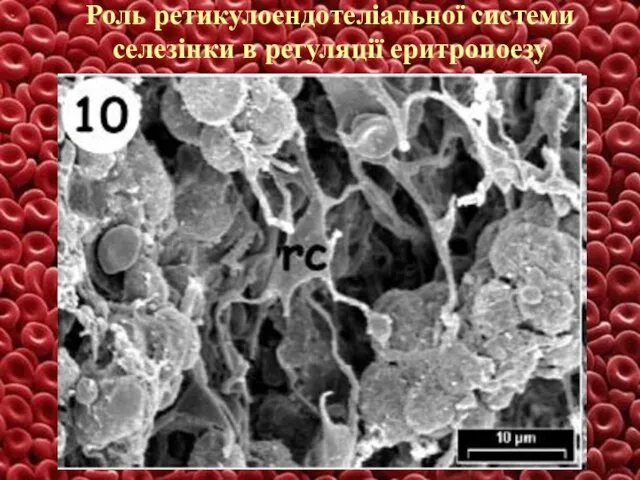 Роль ретикулоендотеліальної системи селезінки в регуляції еритропоезу