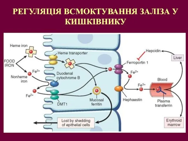 РЕГУЛЯЦІЯ ВСМОКТУВАННЯ ЗАЛІЗА У КИШКІВНИКУ