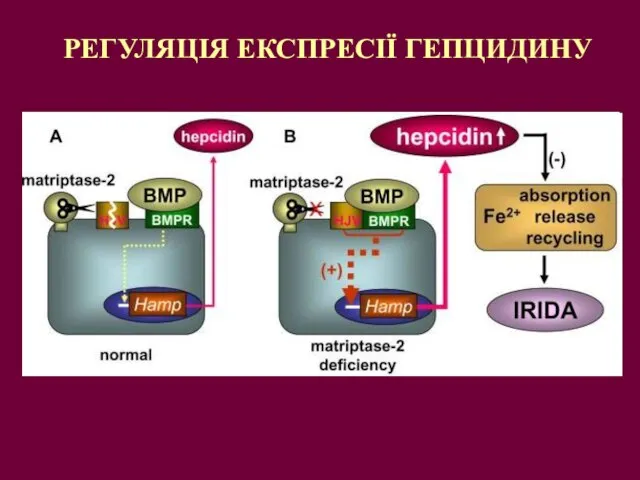 РЕГУЛЯЦІЯ ЕКСПРЕСІЇ ГЕПЦИДИНУ