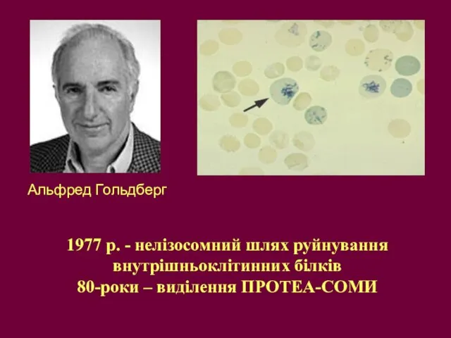 1977 р. - нелізосомний шлях руйнування внутрішньоклітинних білків 80-роки – виділення ПРОТЕА-СОМИ Альфред Гольдберг