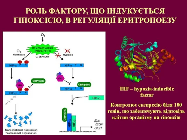 РОЛЬ ФАКТОРУ, ЩО ІНДУКУЄТЬСЯ ГІПОКСІЄЮ, В РЕГУЛЯЦІЇ ЕРИТРОПОЕЗУ HIF – hypoxia-inducible