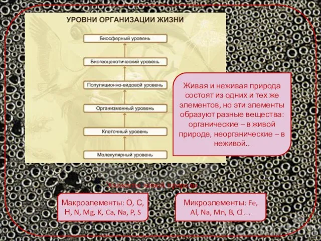 Живая и неживая природа состоят из одних и тех же элементов,